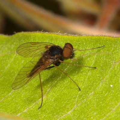 Chrysopilus proximus ♂