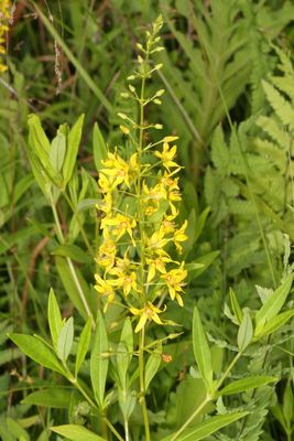 Lysimachia terrestris * Swamp Candles
