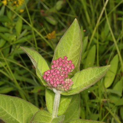 Asclepias incarnata * Swamp Milkweed