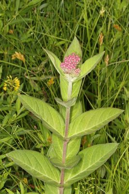 Asclepias incarnata * Swamp Milkweed
