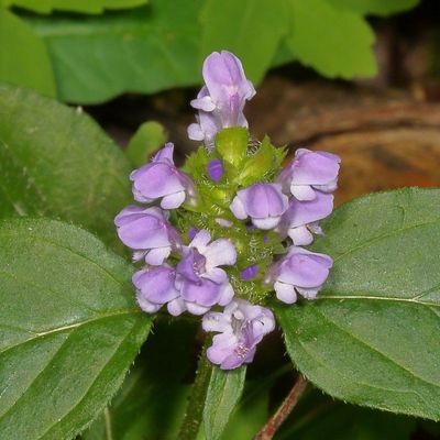 Prunella vulgaris * Common Selfheal