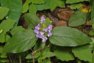 Prunella vulgaris * Common Selfheal