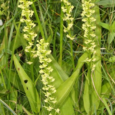 Platanthera flava * Pale Green Orchid