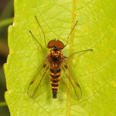 Chrysopilus fasciatus * Banded Snipe Fly