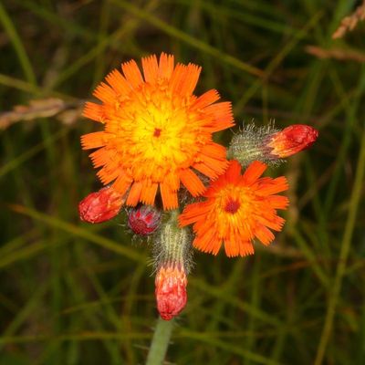 Pilosella aurantiaca * Orange Hawkweed