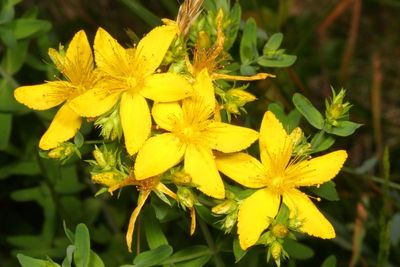Hypericum perforatum * Common St. John's Wort