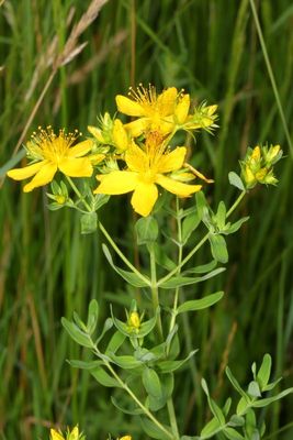 Hypericum perforatum * Common St. John's Wort
