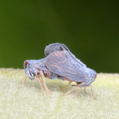 Genus Cedusa