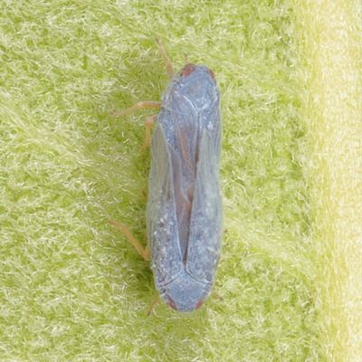 Genus Cedusa