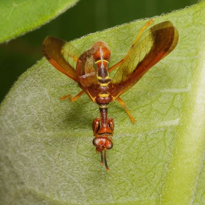 Climaciella brunnea