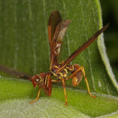 Climaciella brunnea
