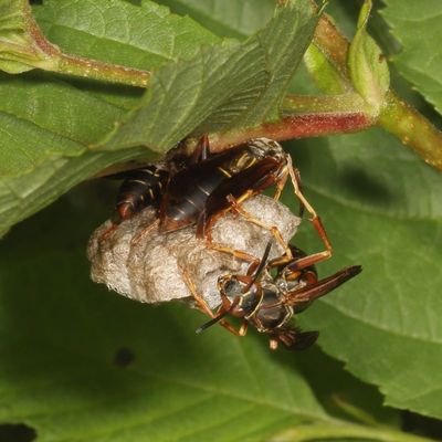 Northern Paper Wasp