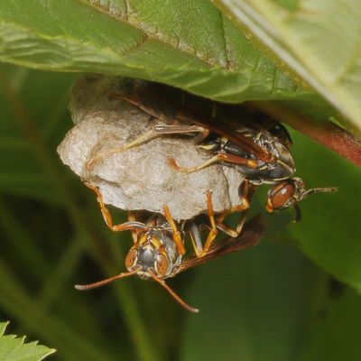 Northern Paper Wasp 