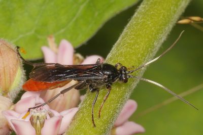 Genus Protichneumon