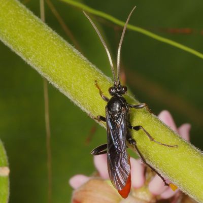 Genus Protichneumon