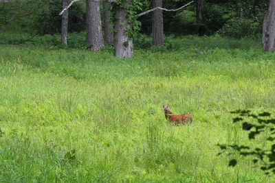 White-tailed Deer