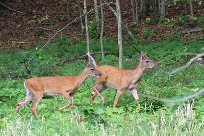 White-tailed Deer