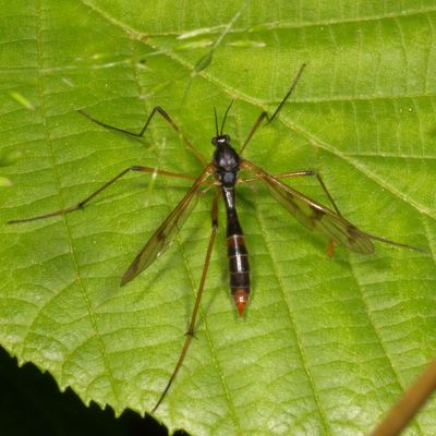 Ptychopteridae : Phantom & Fold-winged Crane Flies