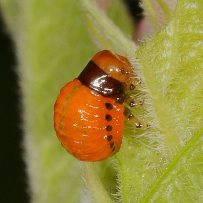 Swamp Milkweed Leaf Beetle Larva * Labidomera clivicollis