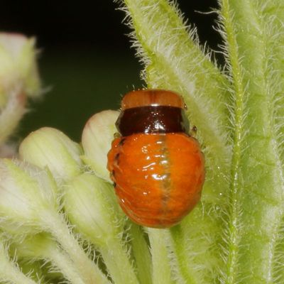 Swamp Milkweed Leaf Beetle Larva * Labidomera clivicollis