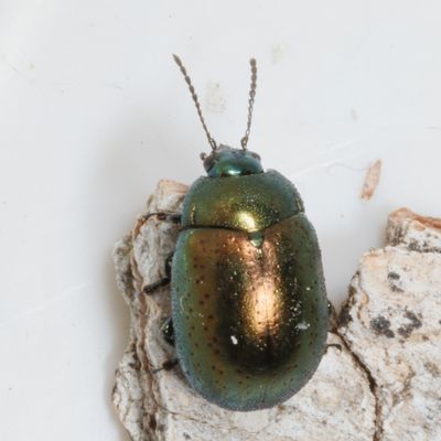 Chrysolina subgenus Hypericia