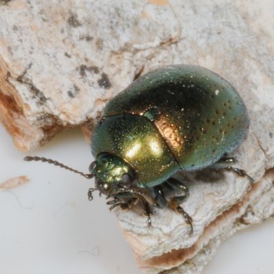Chrysolina subgenus Hypericia