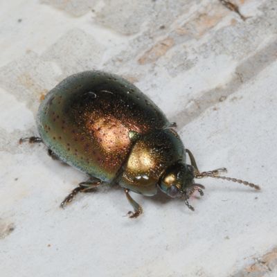 Chrysolina subgenus Hypericia