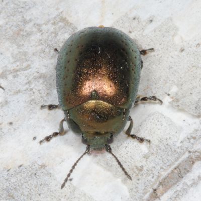 Chrysolina subgenus Hypericia