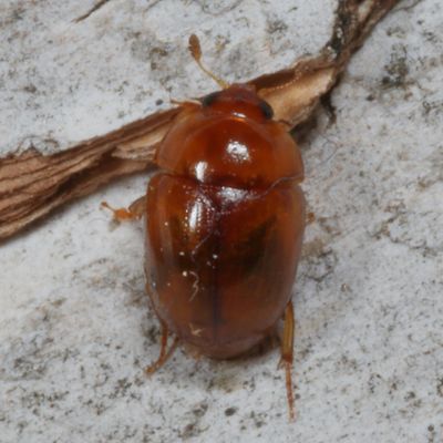 Pallodes pallidus