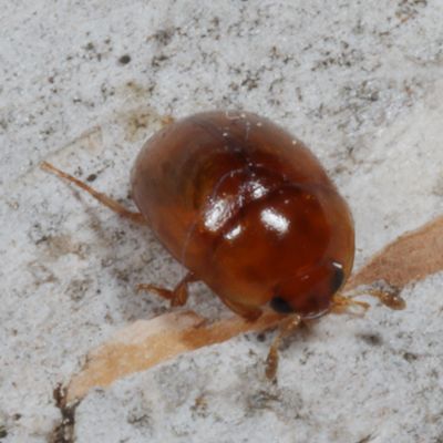 Pallodes pallidus