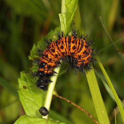 Baltimore Checkerspot caterpillar