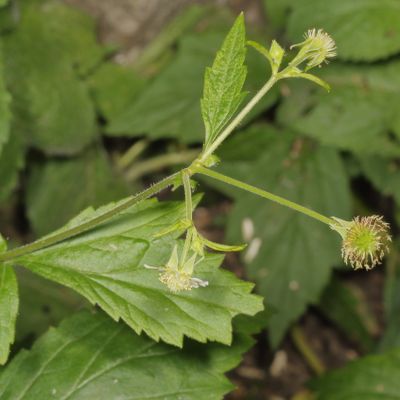 Geum canadense * White Avens