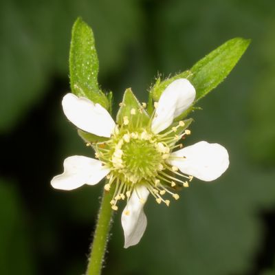 Geum canadense * White Avens