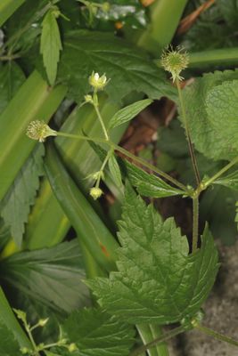 Geum canadense * White Avens