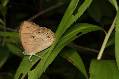 Appalachian Brown
