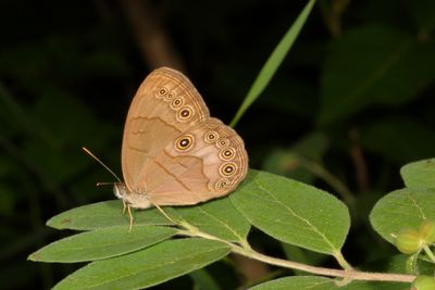 Appalachian Brown