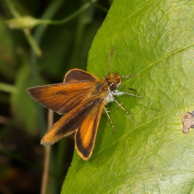 Least Skipper