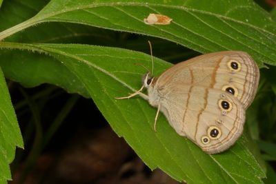 Little Wood-Satyr