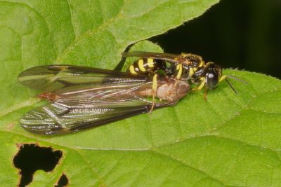 Crossocerus nitidiventris ♀