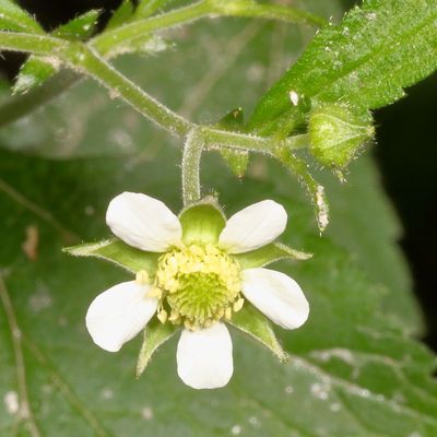 Geum canadense * White Avens