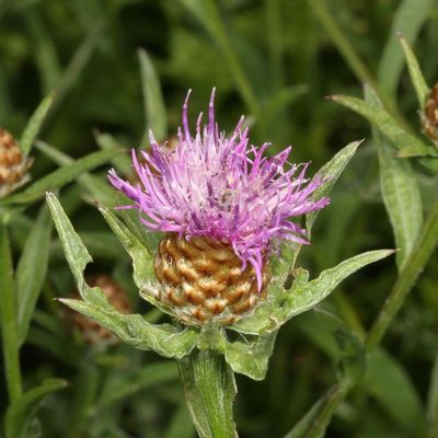 Centaurea jacea * Brown Knapweed