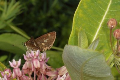 Little Glassywing