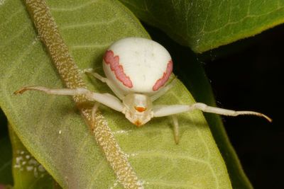 Misumena vatia * Goldenrod Crab Spider
