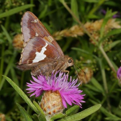 Silver-spotted Skipper