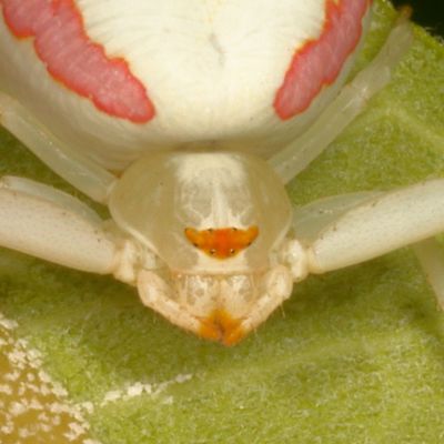 Misumena vatia * Goldenrod Crab Spider