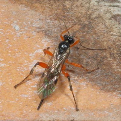 Genus Pimpla