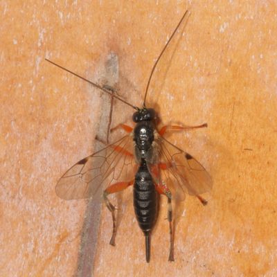 Genus Pimpla