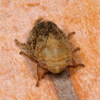 Clastoptera achatina * Pecan Spittlebug
