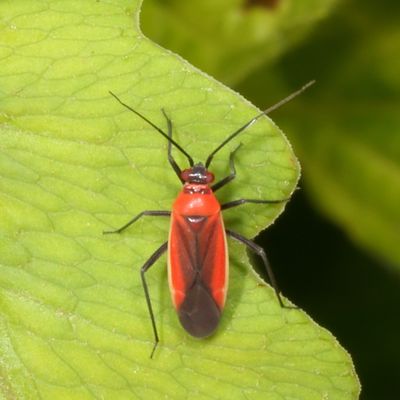 Genus Lopidea