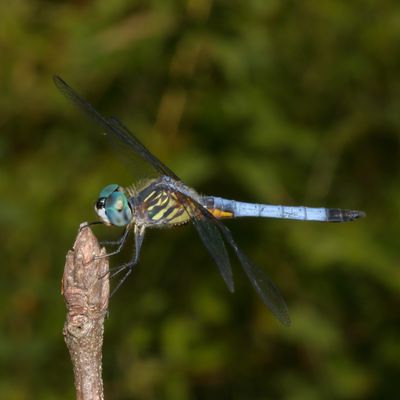 Blue Dasher ♂